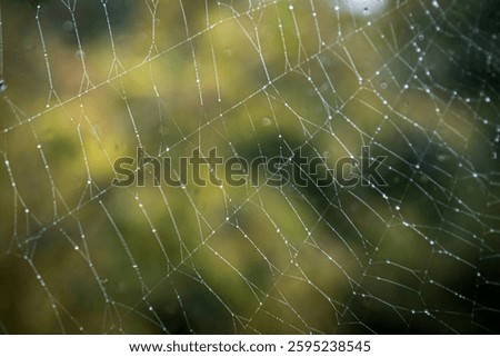 spider web without spider close up