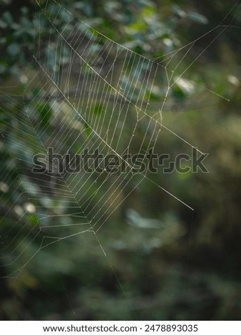 Spider Web zoomed in close up