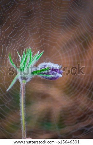 Similar – Image, Stock Photo Kitchen flowers.