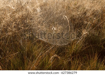 Similar – Close-up of a summer meadow against the light at sunset