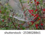 Spider webs with dew filmed close-up on a blurred background with hawthorn berries