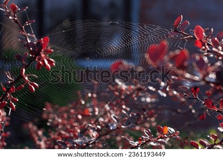 Spider webs in early morning in autumn time, spider webs on bushes and colored leaves on it, cobwebs, spider webs on nature background