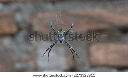 Spider webs are intricate structures constructed by spiders to serve as their homes and to catch prey. They are made of silk, a protein fiber produced by specialized glands in the spider's abdomen.