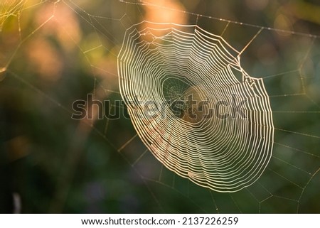 Spider webs in nature in autumn