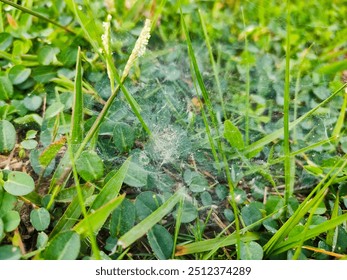 Spider webs on green grass can be used as wallpaper and background top view - Powered by Shutterstock