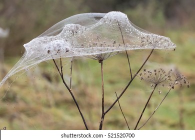 Spider webs and spiders on vegetation after floods. Rising water levels force spiders to retreat from grass to higher plants, covering them in silk, on UK farmland - Powered by Shutterstock