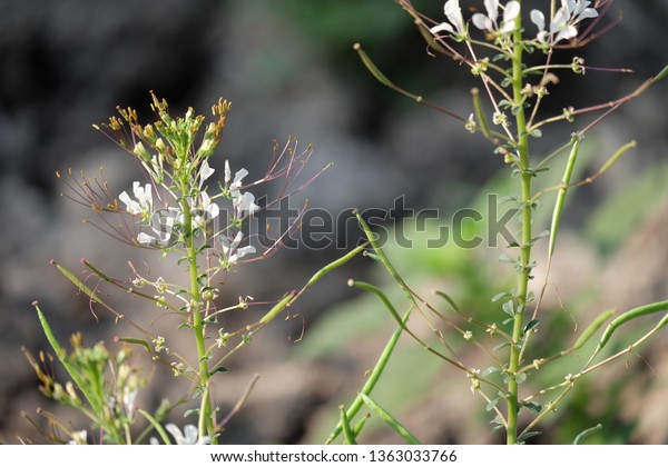 Spider Weed Spider Flower Garden Stock Photo (Edit Now) 1363033766