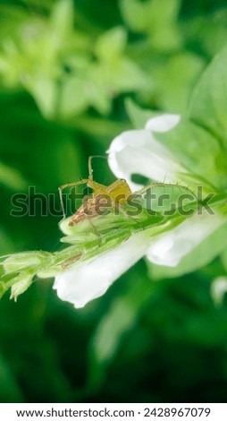 Spider in White Captivating Arachnid on a White Blossom