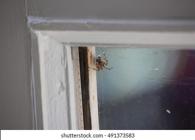 Spider in the window frame