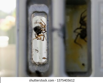 Spider in a window lock