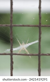 a spider in a wire net