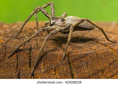 Spider Wolf (Lycosa Tarantula) Closeup