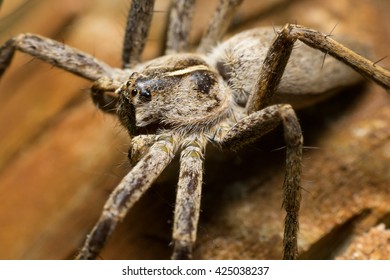 Spider Wolf (Lycosa Tarantula) Closeup