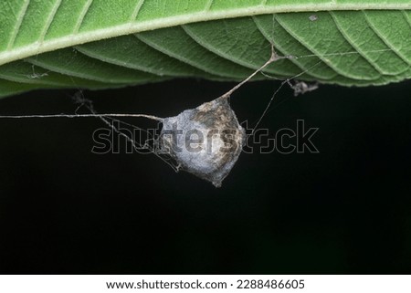 spider woven sac hanging on the leaves