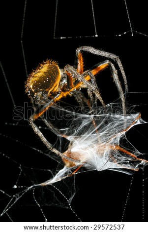 Spider wrapping its prey in silk. In the Ecuadorian Amazon
