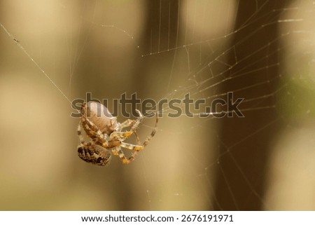A spider wraps its pray