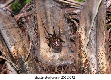 Spider,Latrodectus Geometricus