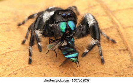 Spiders Are Air-breathing Arthropods That Have Eight Legs. Unlike Insects, Spiders Do Not Have Antennae. 
Spider Eat Insects.