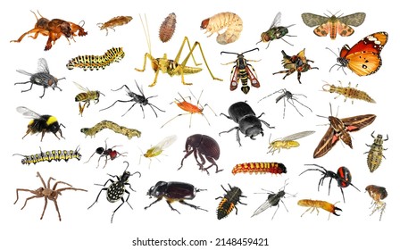 Spiders (Arachnida) and insects (Insecta) - two classes of Arthropods isolated on a white background