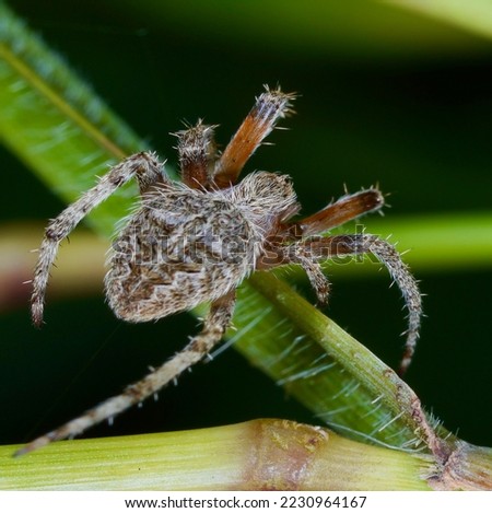 Spiders or Araneus cavaticus have a home in the form of a net to catch their prey, hiding while waiting for their prey to be trapped