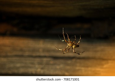 spiders are basking in the sun