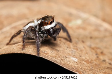 Spiders in the forest.