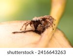 Spiders jumping on leaves. Captured with a close-up macro, the details of the little spider are displayed.