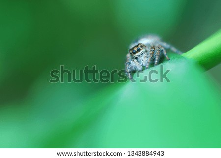 Similar – Image, Stock Photo Garden snail XV