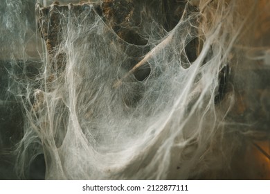 spider's lair cobweb in a terrarium snag nature mysticism exotic animals poison danger fear - Powered by Shutterstock