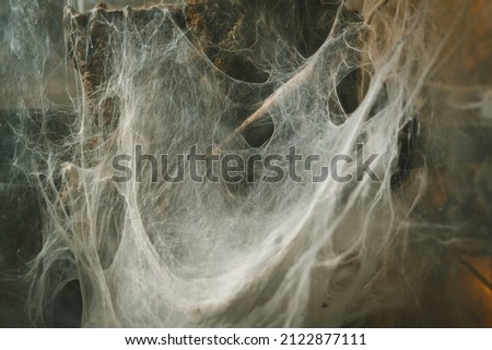 spider's lair cobweb in a terrarium snag nature mysticism exotic animals poison danger fear
