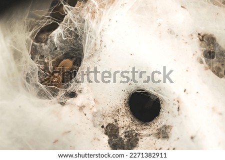 A spider's nest, hidden and reinforced by a spider's web. Spider shelter. High image quality. High quality photo