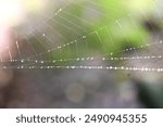 Spiders and spider webs.Spiders are carnivorous arthropods that have venom glands and spin webs to prey on insects and other creatures.