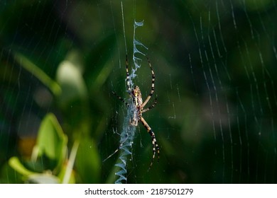 5,751 Spider Spinning Images, Stock Photos & Vectors | Shutterstock