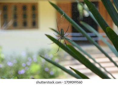 spiders in the web close up