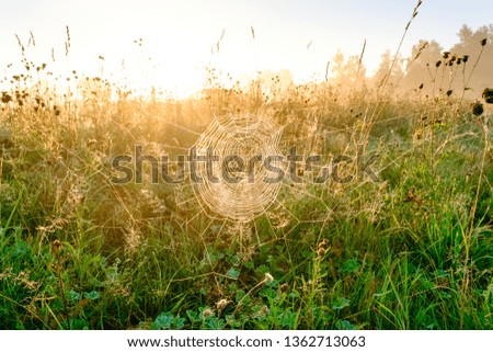 Image, Stock Photo dandelion Dandelion Flower