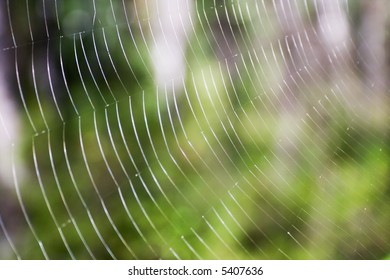 Spider's web close-up. Shallow depth of field.