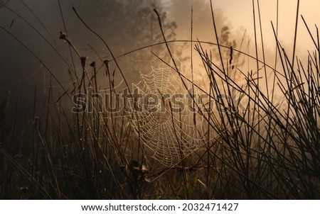 Image, Stock Photo Foggy river in the morning. Summer misty sunrise