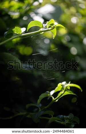 Similar – Foto Bild Tanne im Park ruhig Sommer