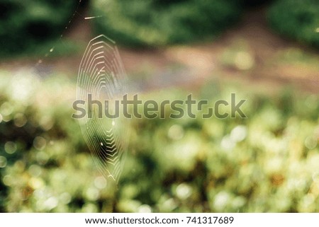 Similar – Foto Bild Lavendel BLAU Natur Sommer