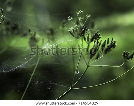 Similar – Tree Water Lake Pond