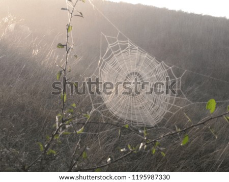 Similar – Foto Bild Samstagmorgen Natur Sonne