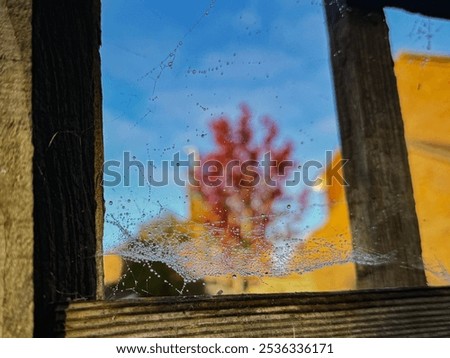 Similar – Image, Stock Photo Tulip in Winter Flower