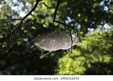 a spider's web in the sun