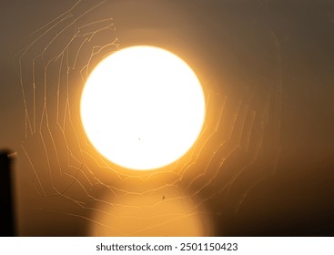 Spiders web in sunset light