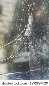spiders web in winter