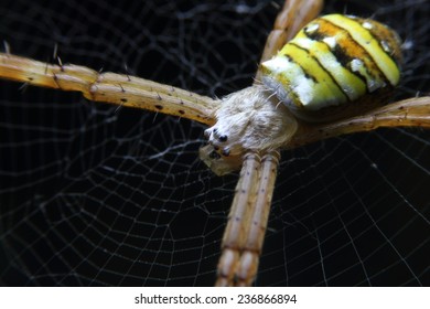Spiders and webs