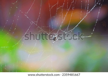 spiderweb abstract cobweb natural with rain drop blur colorful background