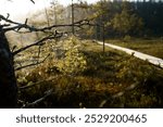 Spiderweb backlit by morning light in a swamp. Seitseminen National Park, Ylojarvi, Finland.