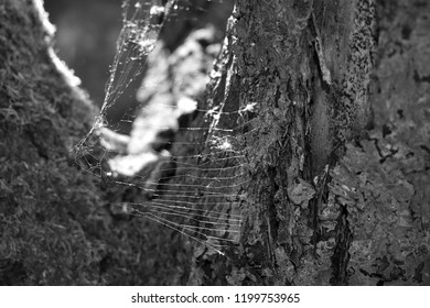 Spiderweb between branches in black and white.