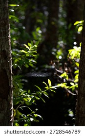 spiderweb between two trees  in the forest